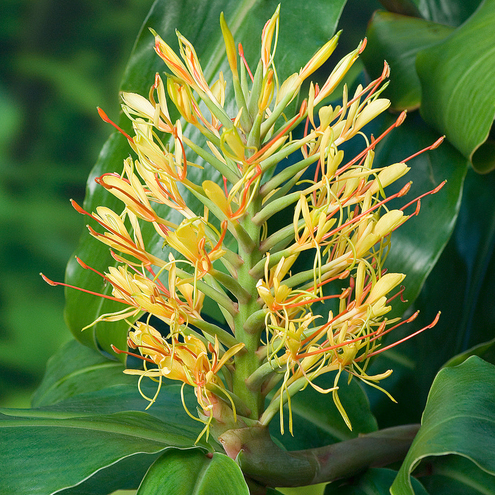 Hedychium gardnerianum - Gingembre ornemental