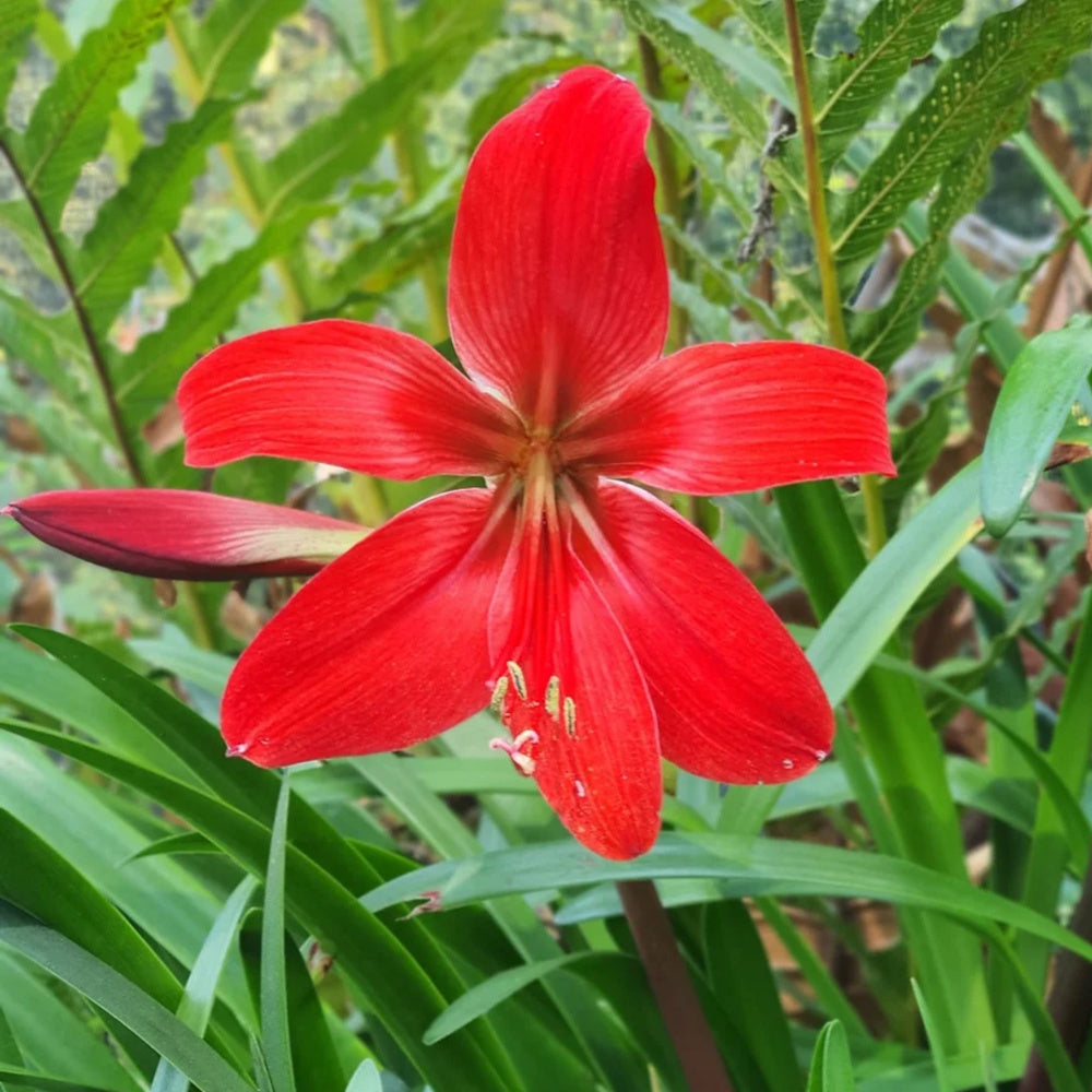 Hippeastrelia Amaryllis x Sprekelia Durga Pradhan