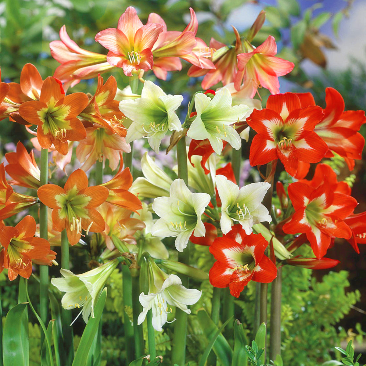 Amaryllis belladonna Rose