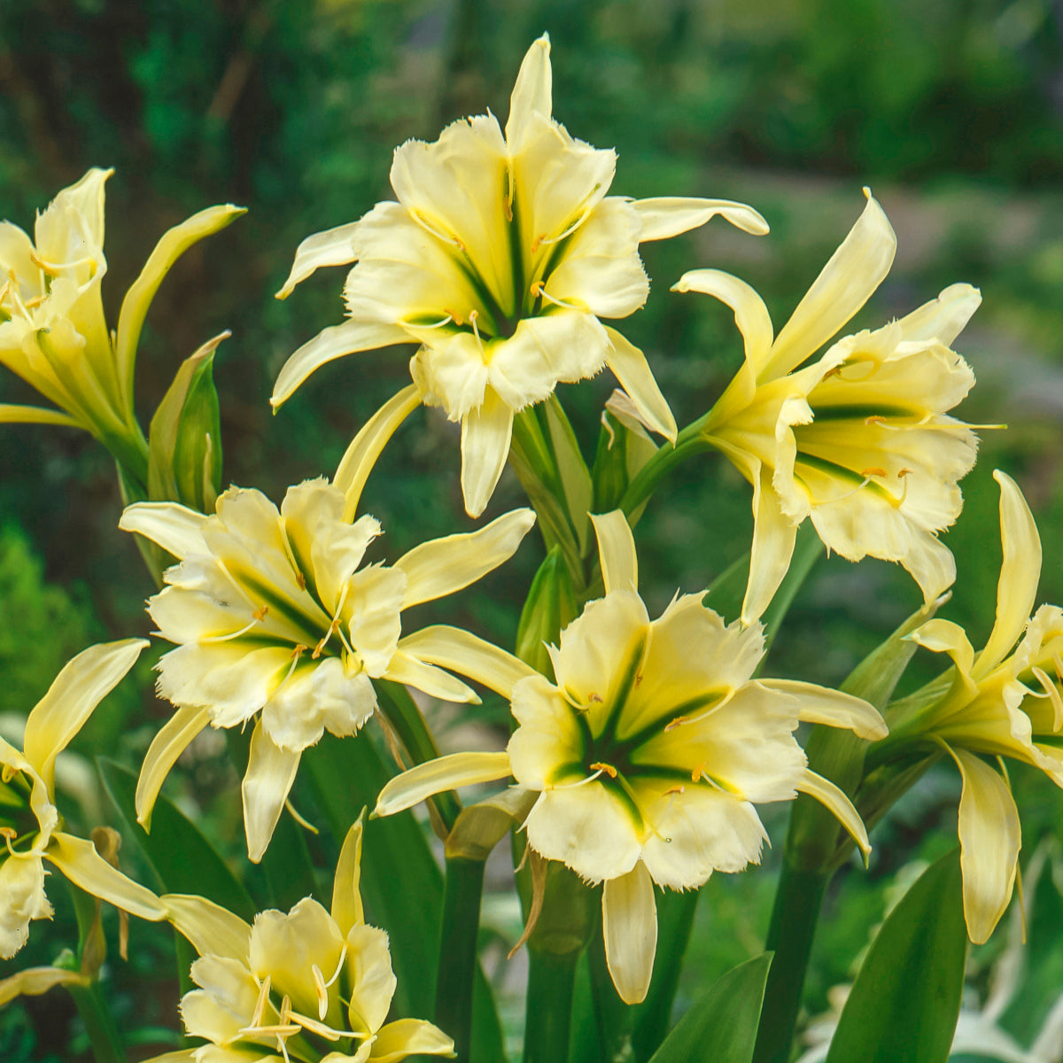 Hymenocallis festalis Sulphur Queen - Ismene