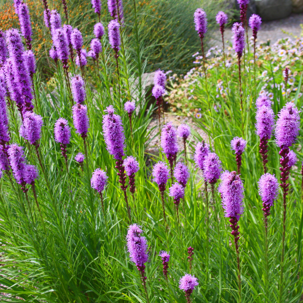 Liatris spicata Rose - Plume de Kansas
