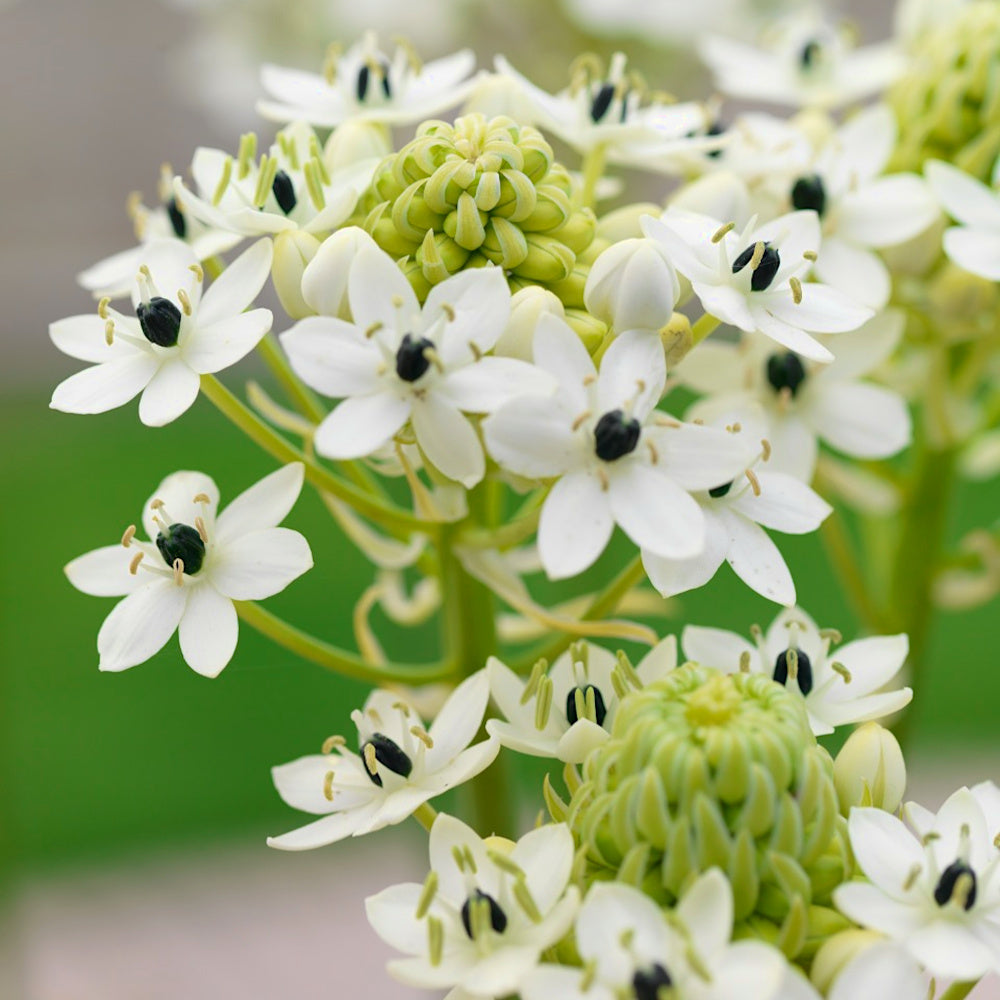 Ornithogale Géant - Ornithogalum saundersiae