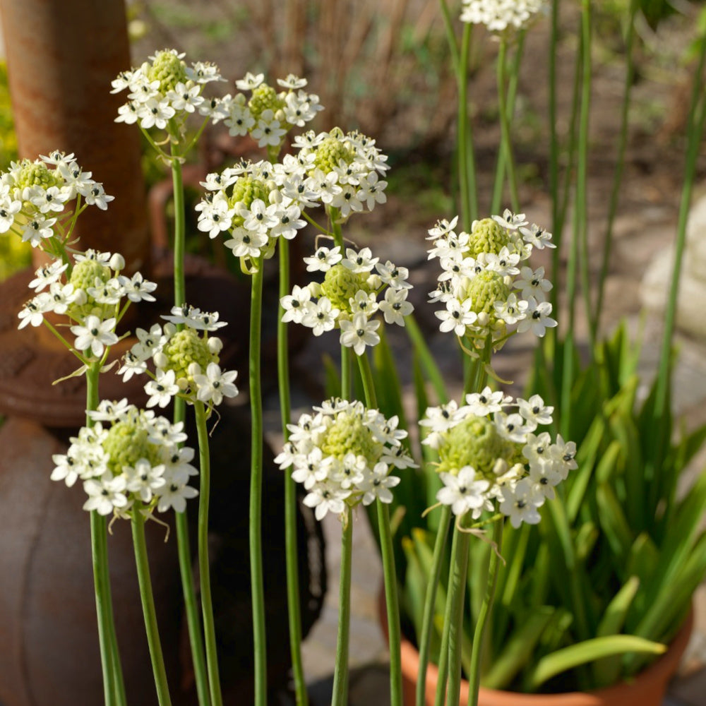 Ornithogale Géant - Ornithogalum saundersiae