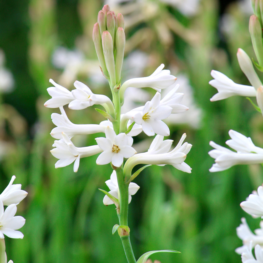 Tubéreuse - Polianthes tuberosus Grasse - simple blanc