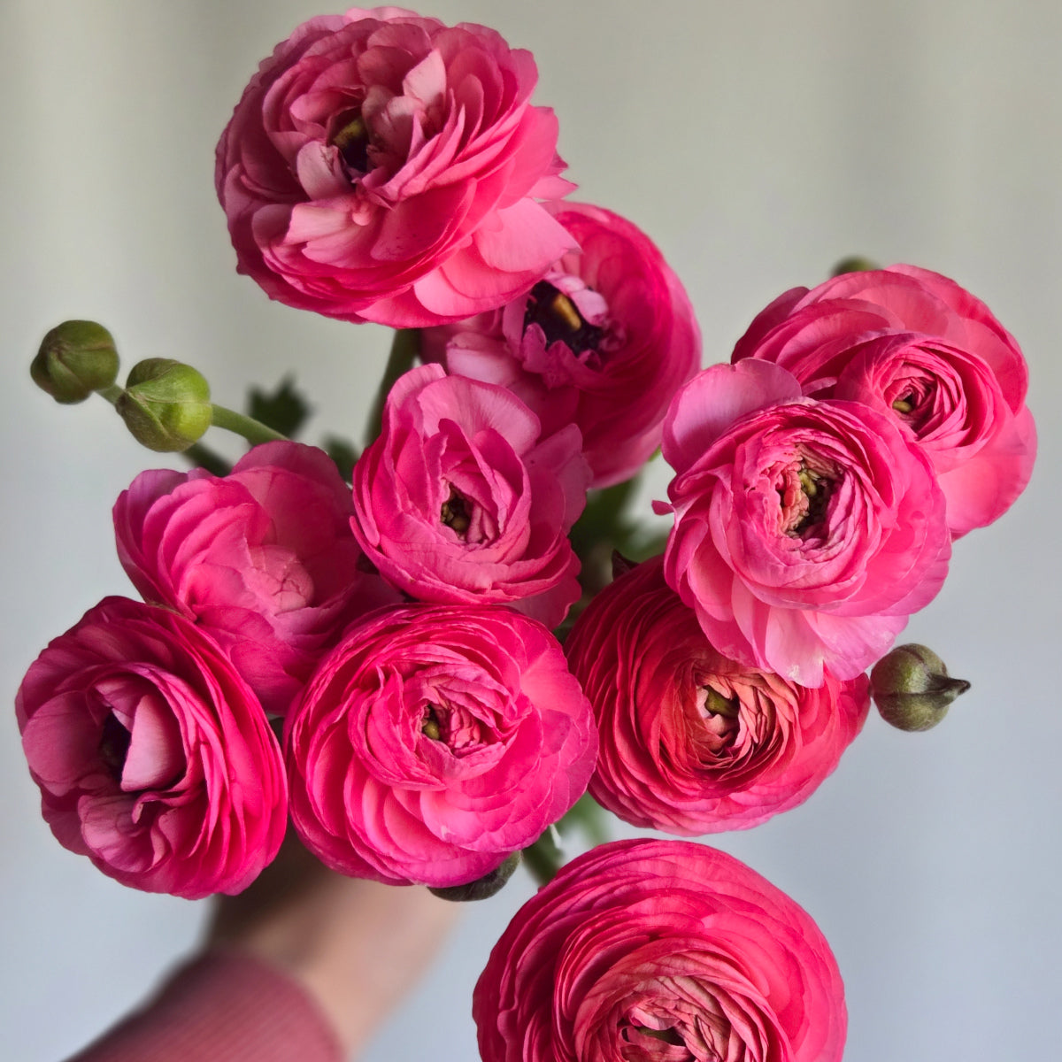 Ranunculus Amandine Bon Bon - Renoncule élégant
