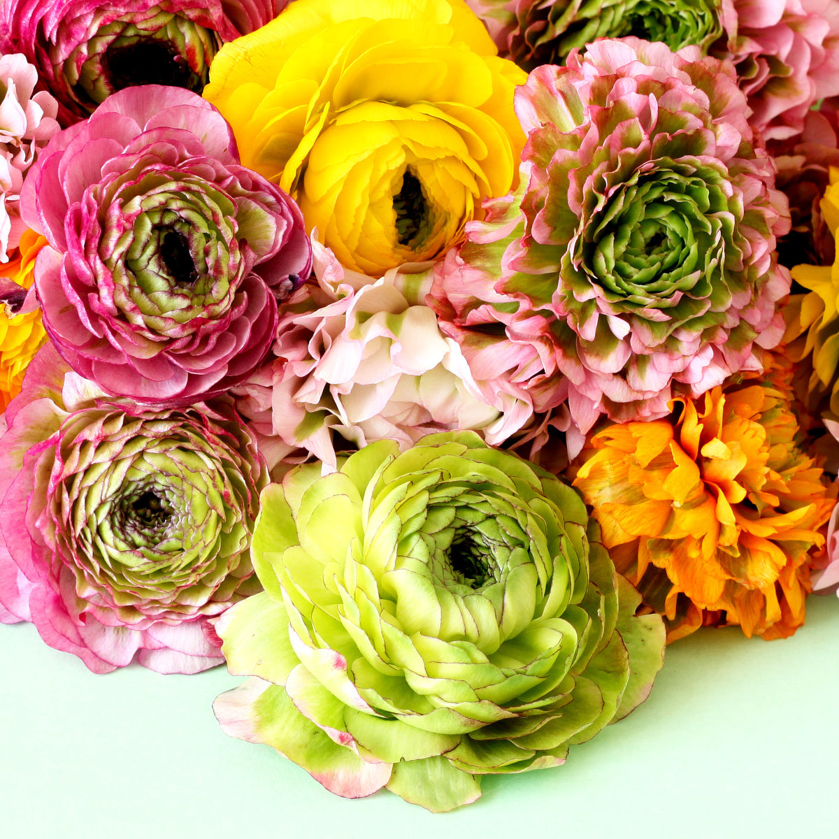 Ranunculus Reinette Festival Mélange, Renoncule élégant