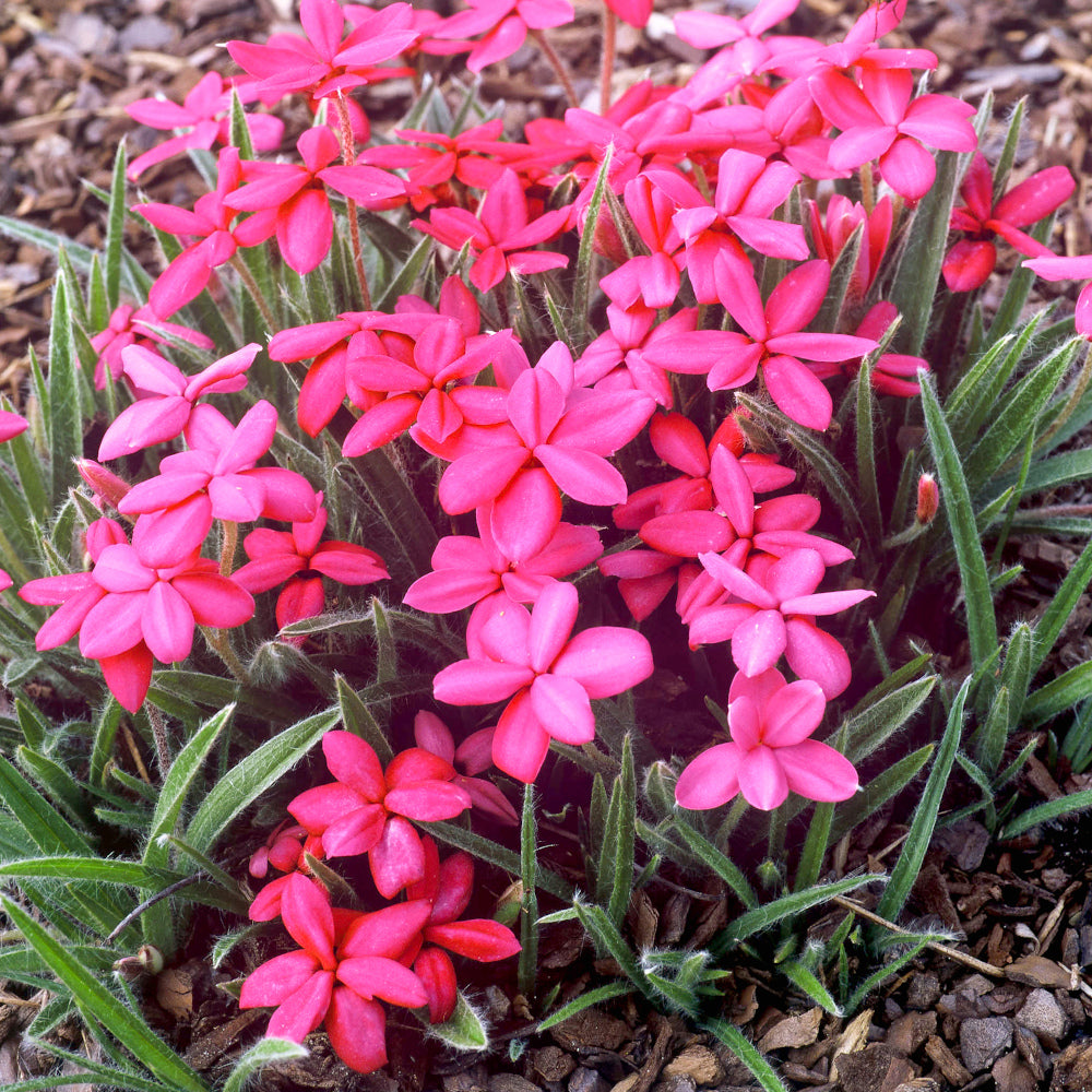 Rhodohypoxis Red - Rouge