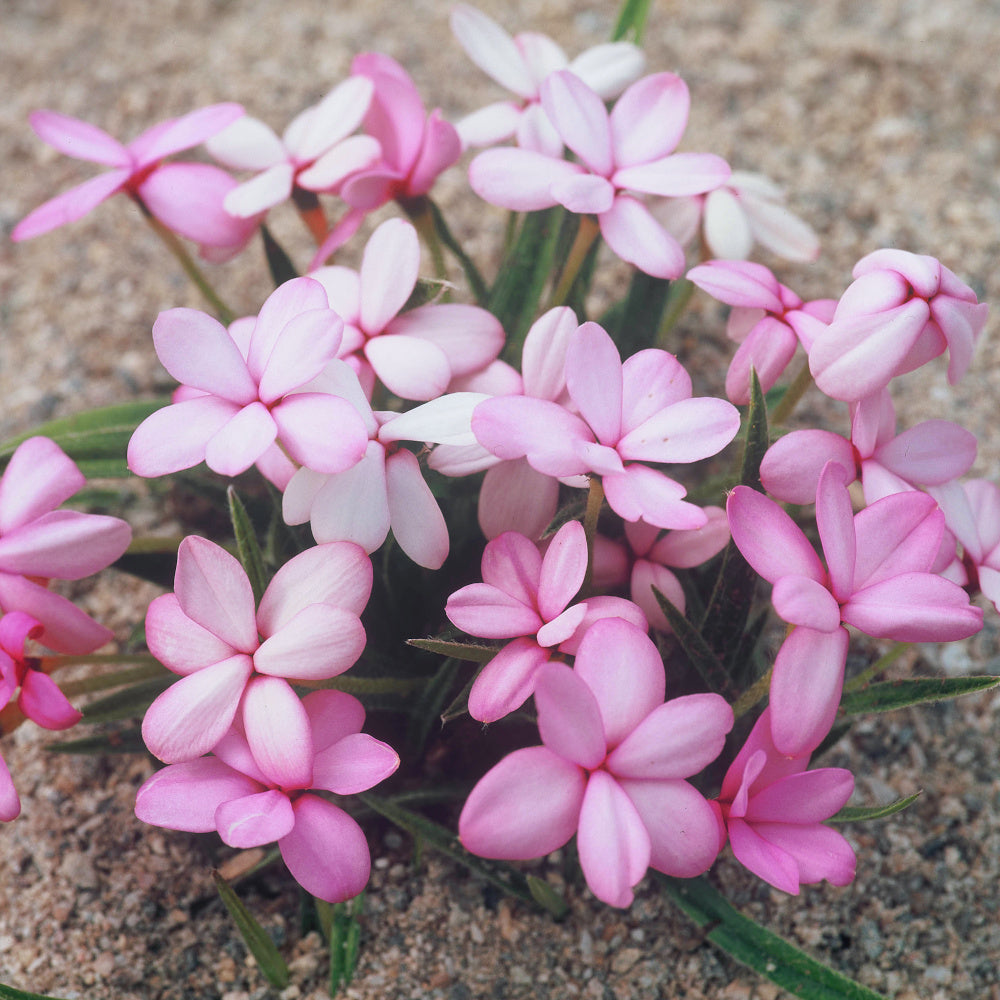 Rhodohypoxis Pink - Rose