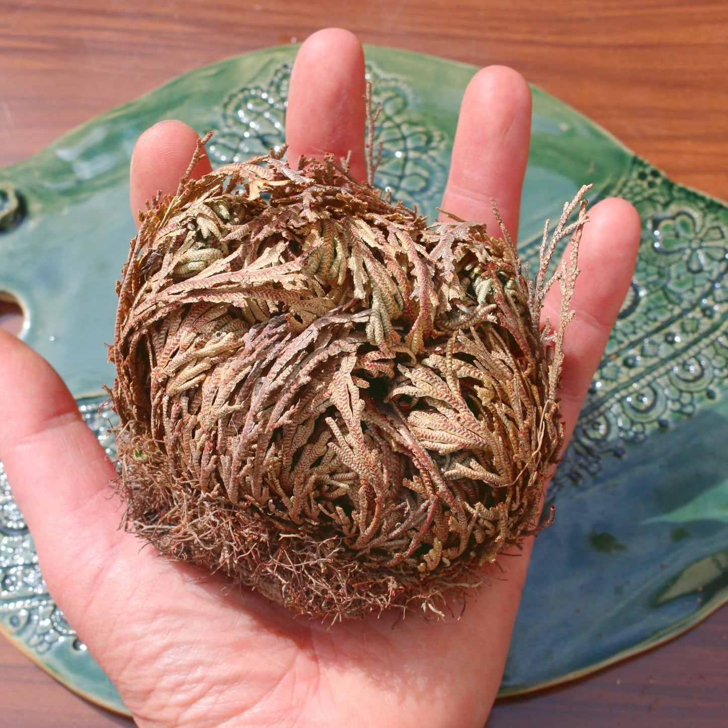 Rose de Jericho Sec
