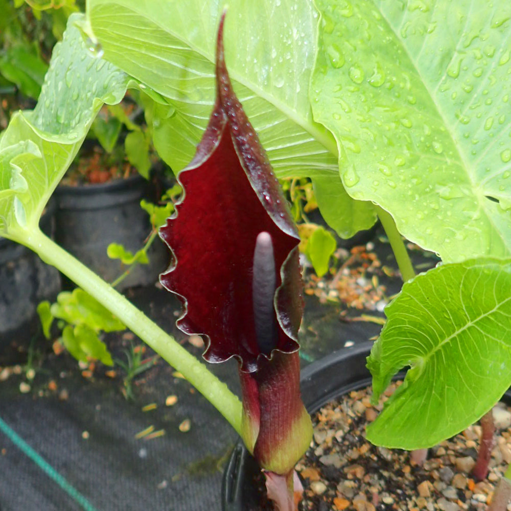 Sauromatum giganteum - Typhonium giganteum