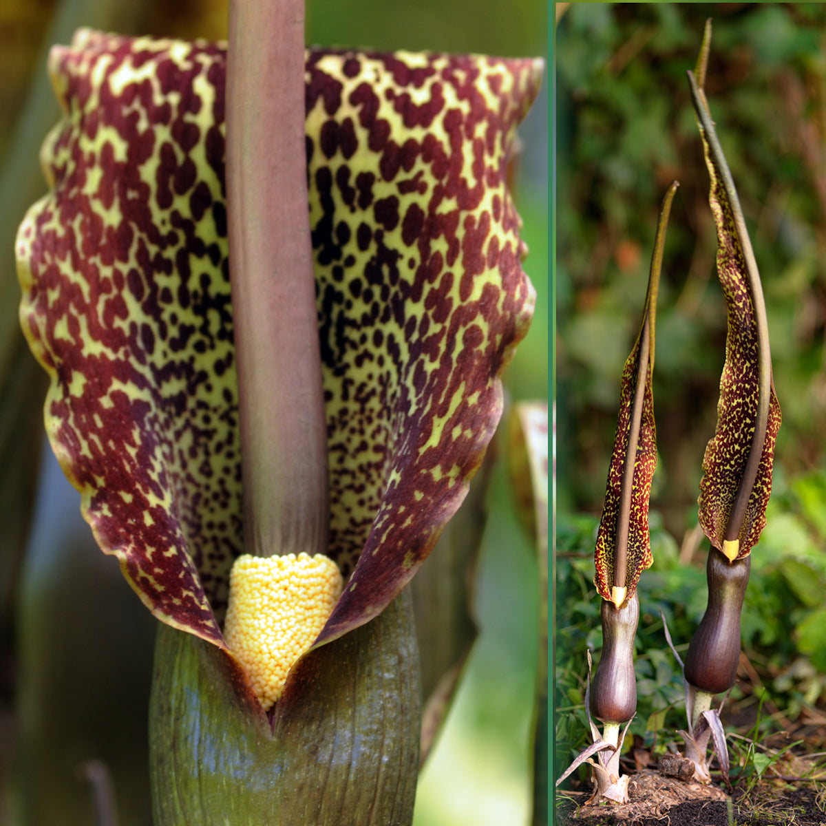 Sauromatum venosum - Arum cornutum