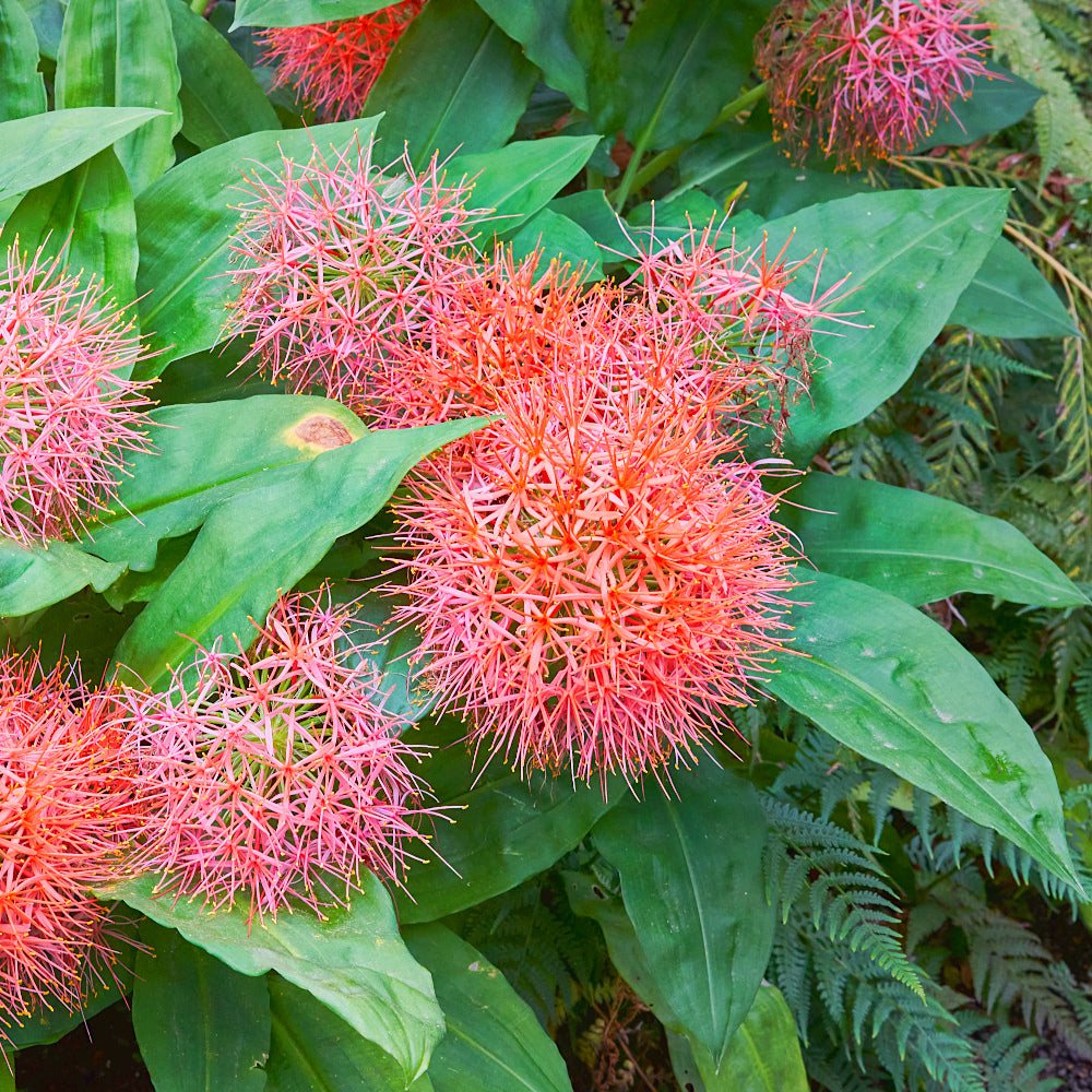 Scadoxus katherinae Orange Wonder