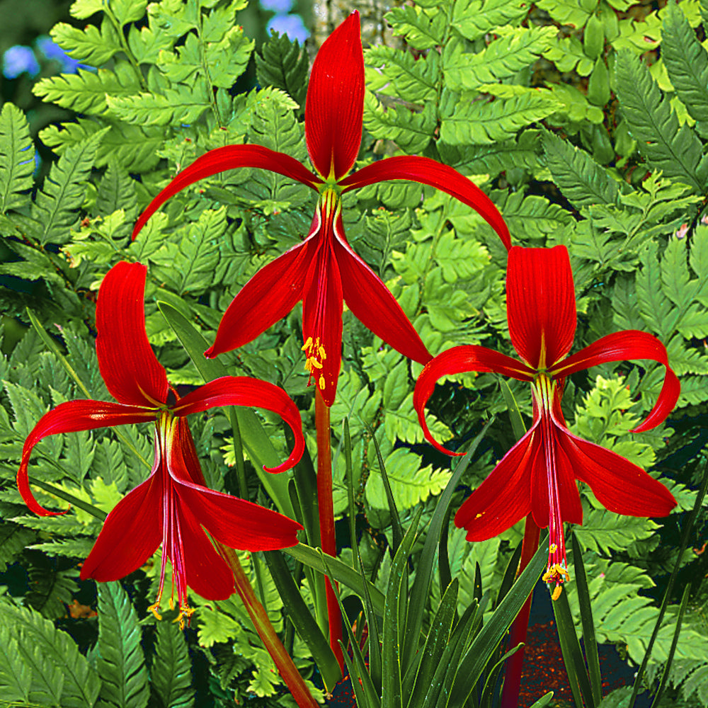 Sprekelia formosissima - Lis Saint Jacques