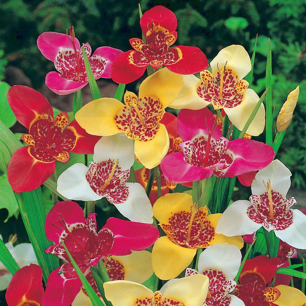 Tigridia pavonia Mélange - Oeil de Paon