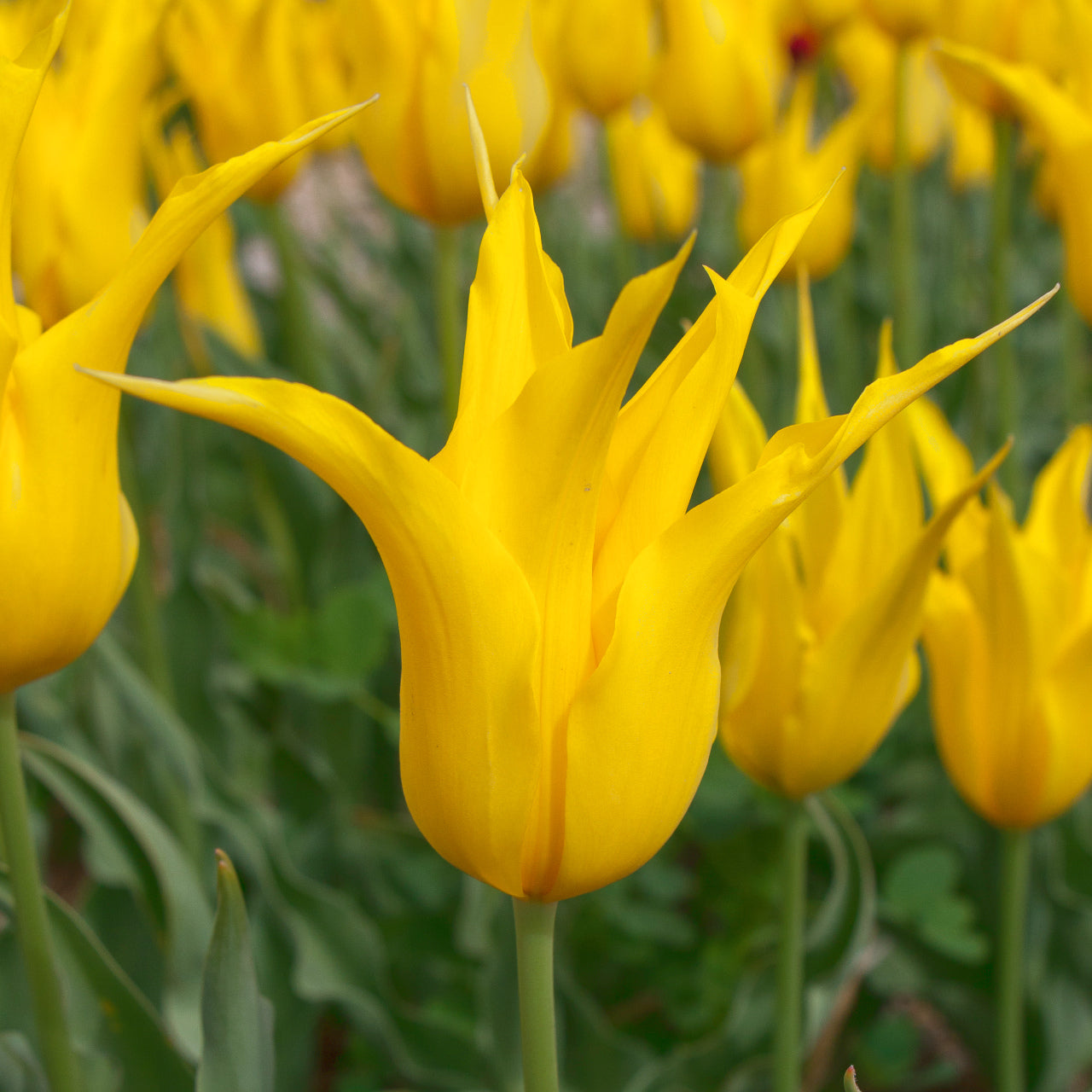 Tulipe Schiedam, Tulipe Fleur de Lys