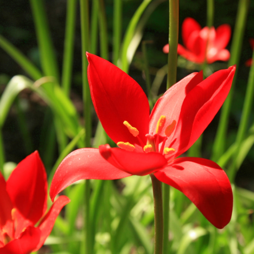 Tulipa-Tulipe-sprengeri-TV1