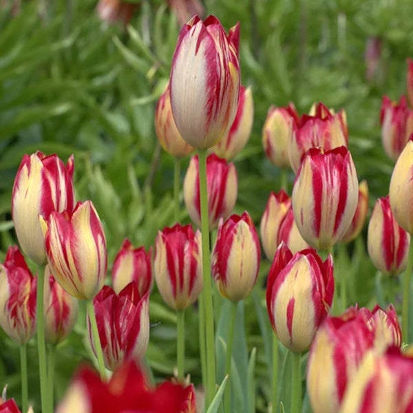 Tulipa aximensis - La Tulipe d'Aime