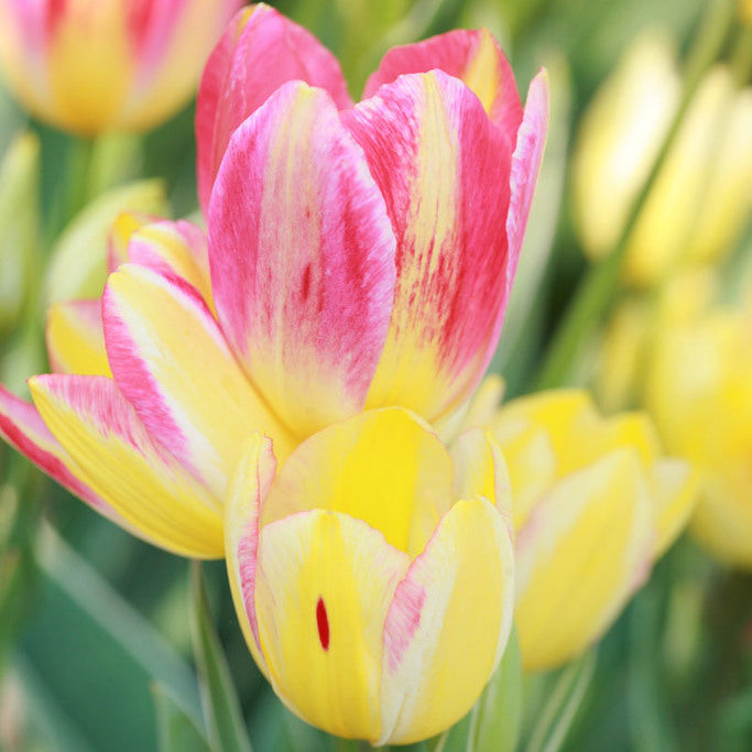 Tulipe Antoinette, Tulipe multi-fleurs