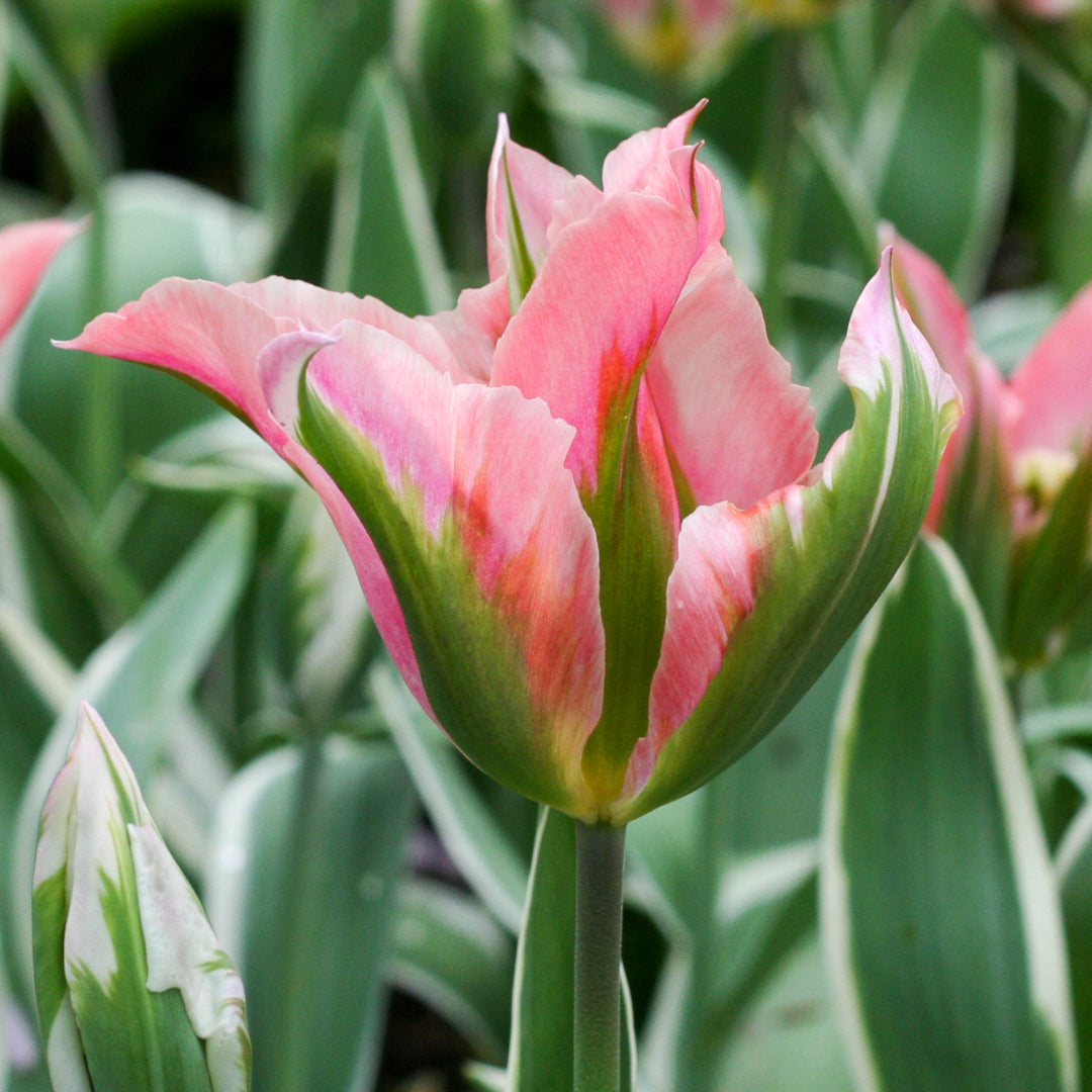 Tulipe China Town, Tulipe Viridiflora