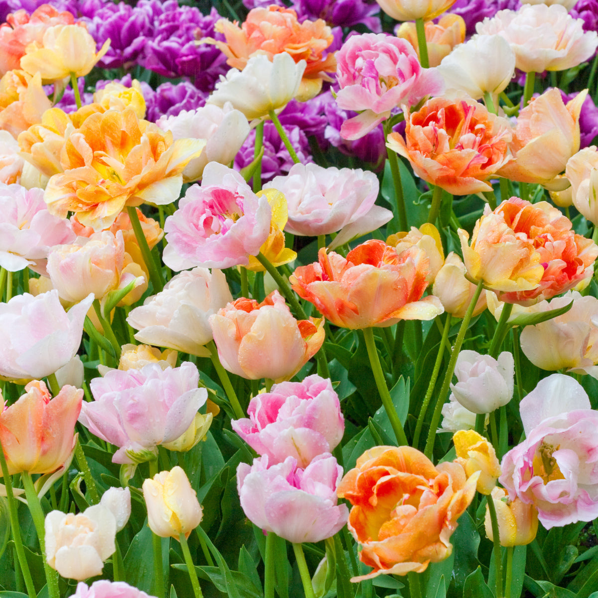 Mélange "Jonquires" - les tulipes doubles en mélange