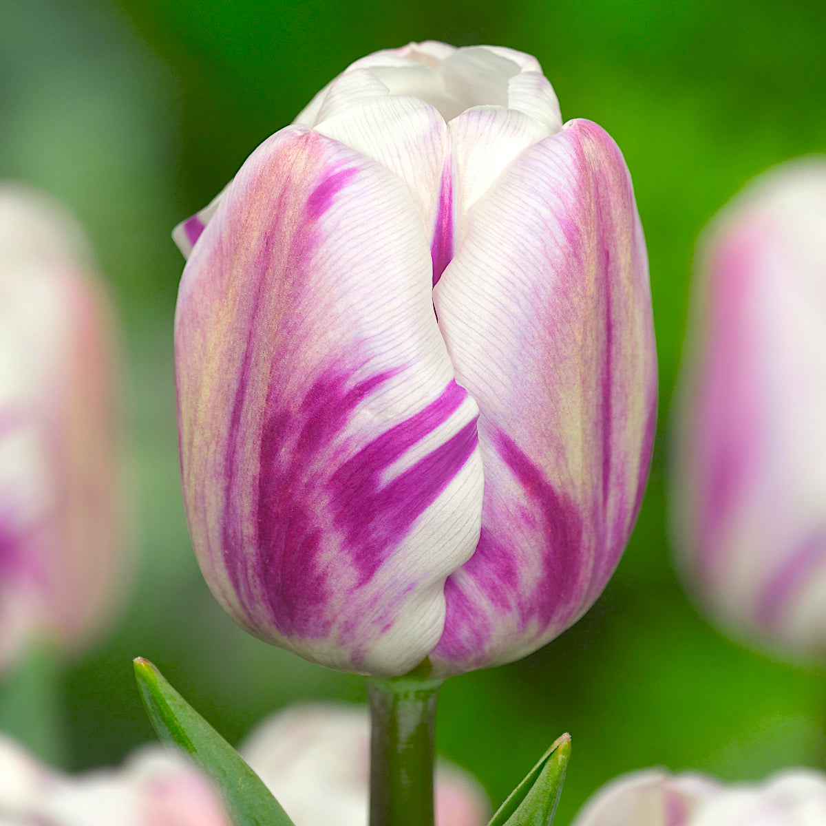 Tulipe Flaming Prince, Tulipe Triomphe