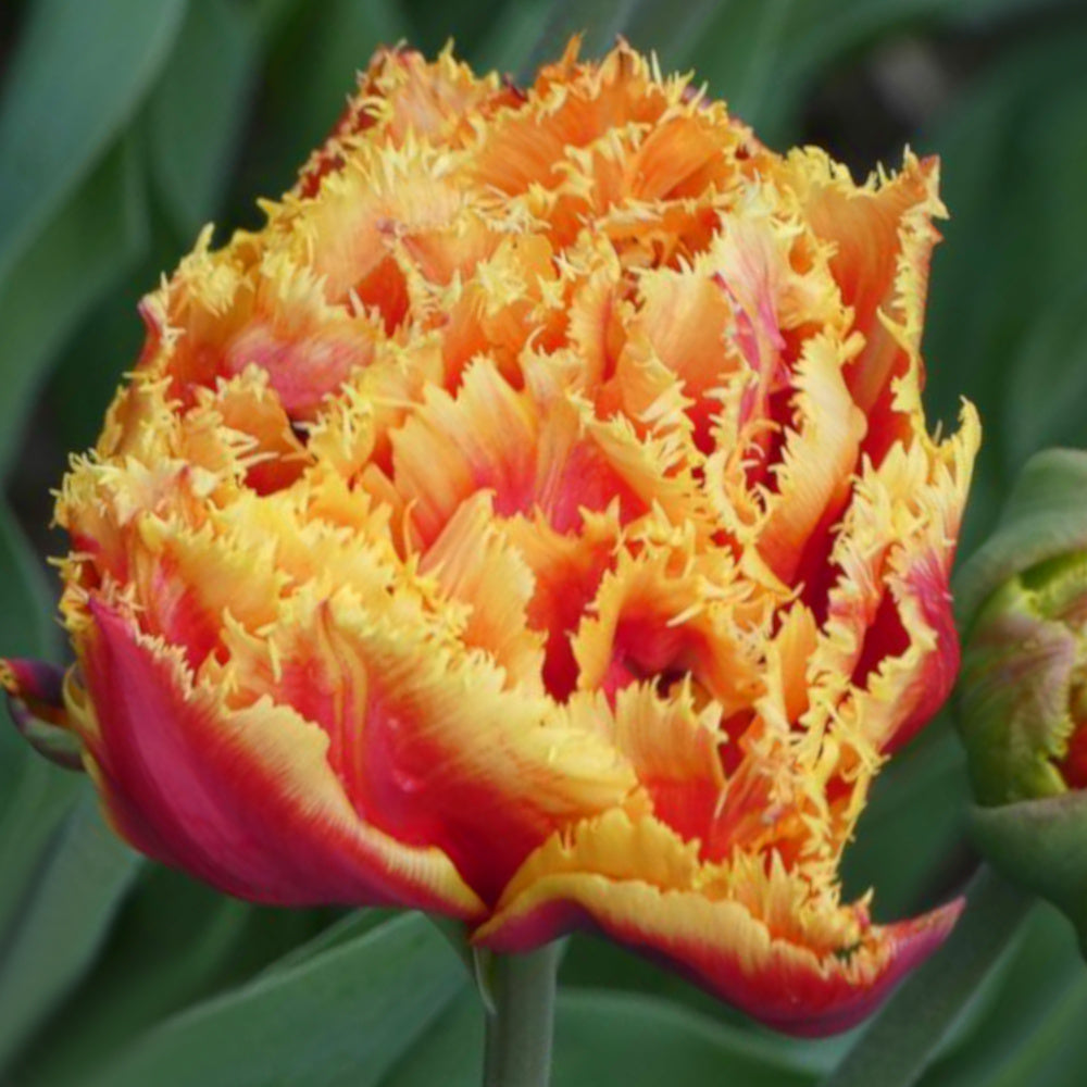 Tulipe Gold Dust, Double Tulipe Frangée
