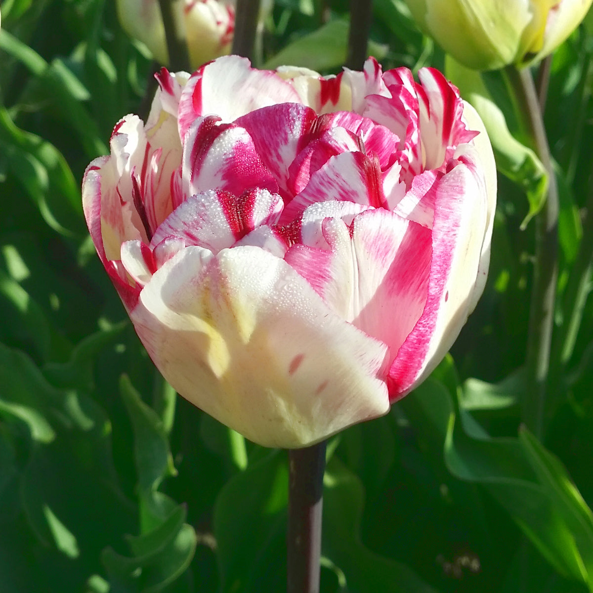 Tulipe Jonquieres, Tulipe Double (Pivoine)
