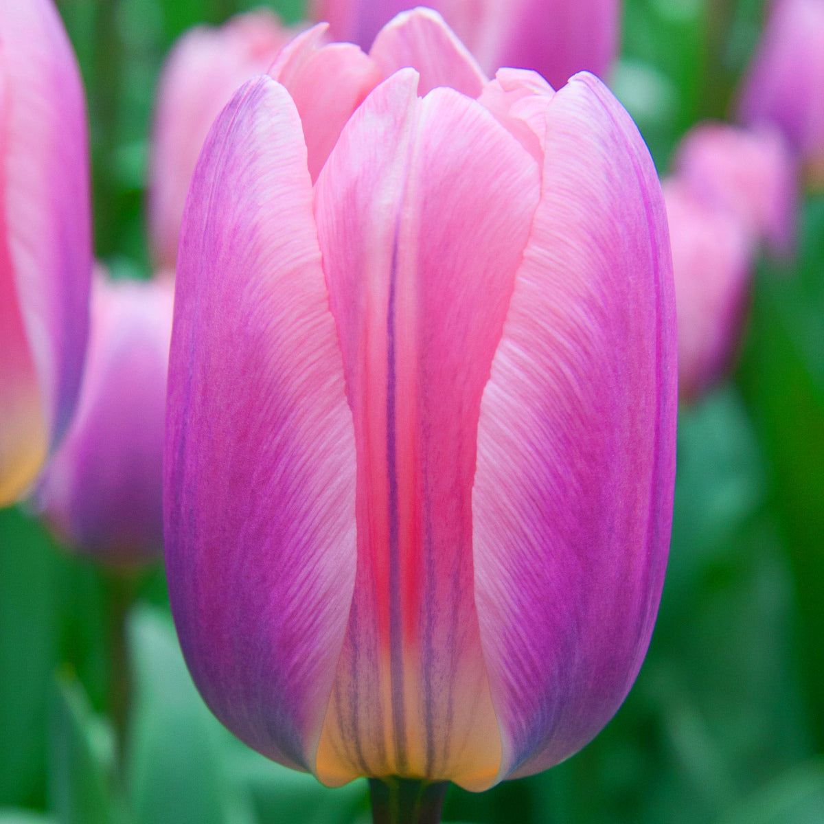 Tulipe Light and Dreamy, Tulipe Triomphe
