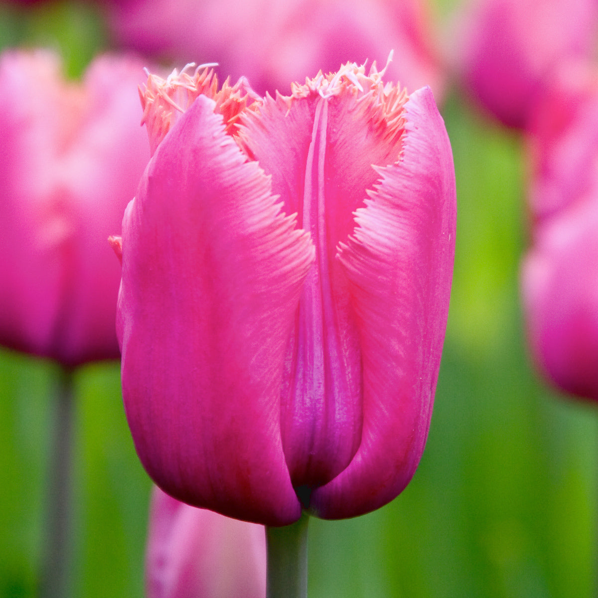 Tulipe Louvre, Tulipe Frangée