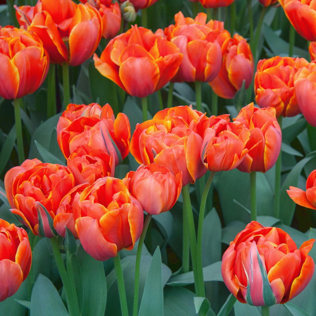 Tulipe Queensday, Tulipe Double (Pivoine)