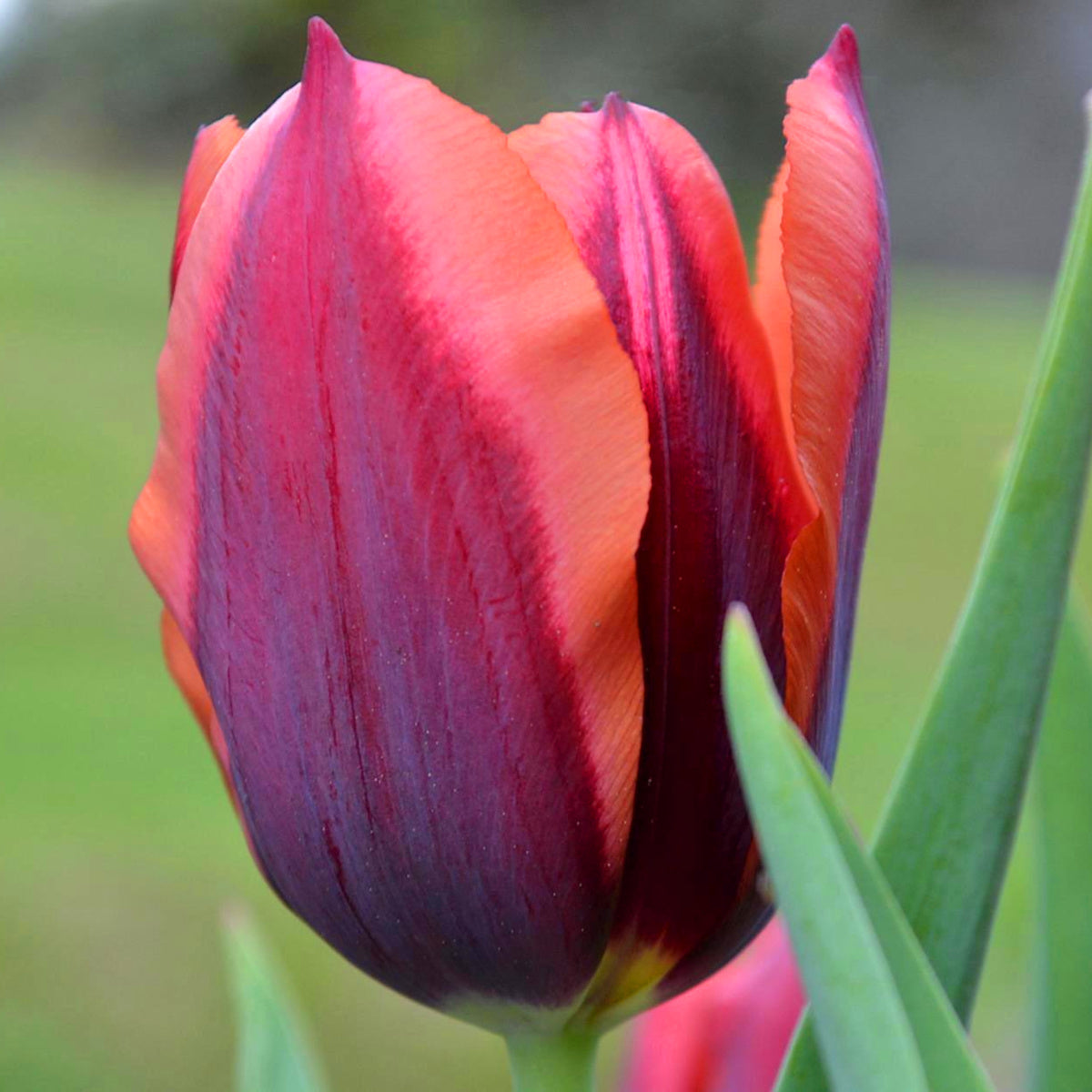 Tulipe Slawa, Tulipe Triomphe