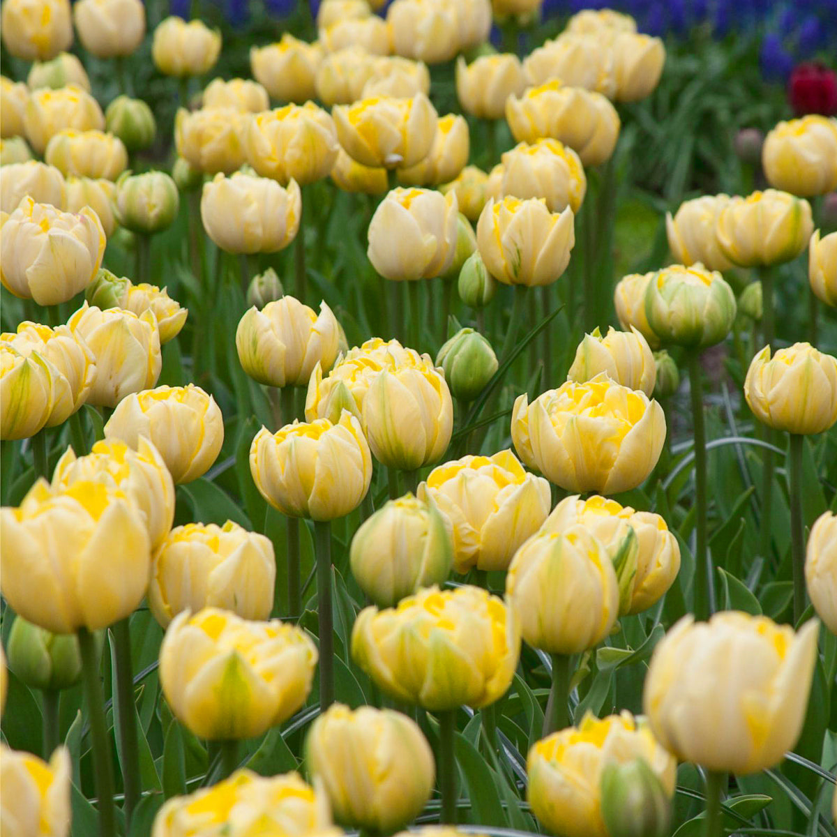 Tulipe Yellow Mountain, Tulipe Double (Pivoine)