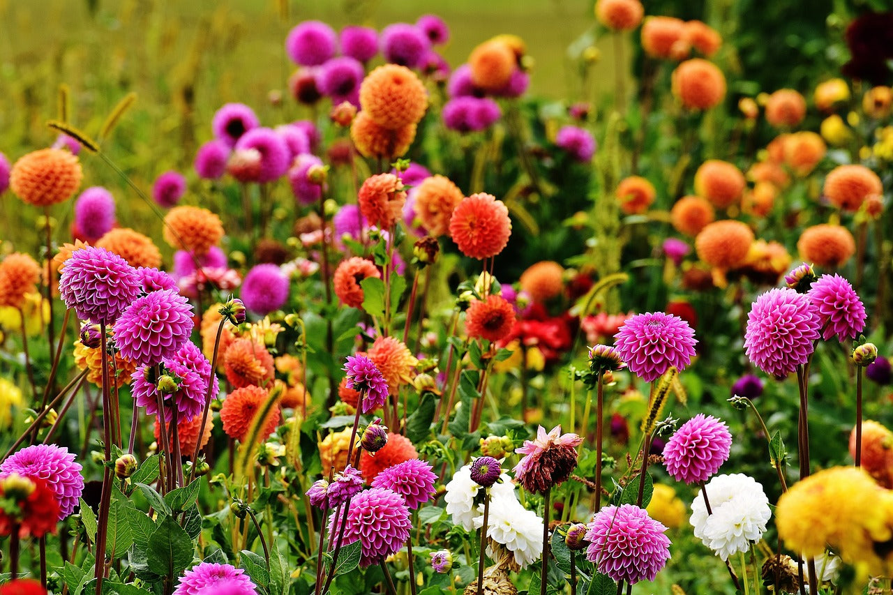 Mélange de Dahlias