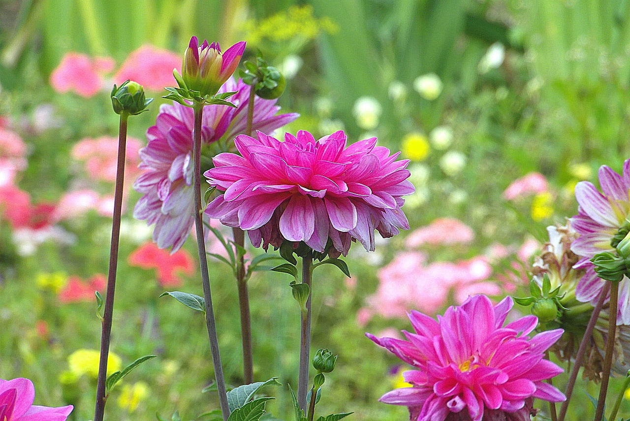 Mélange de Dahlias