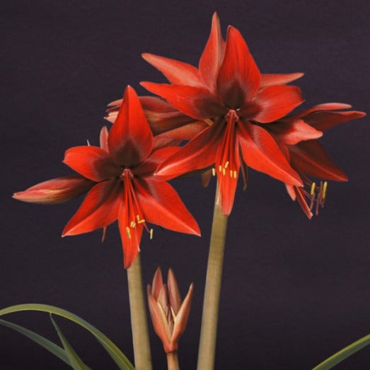 Hippeastrum Red Amazone, Amaryllis