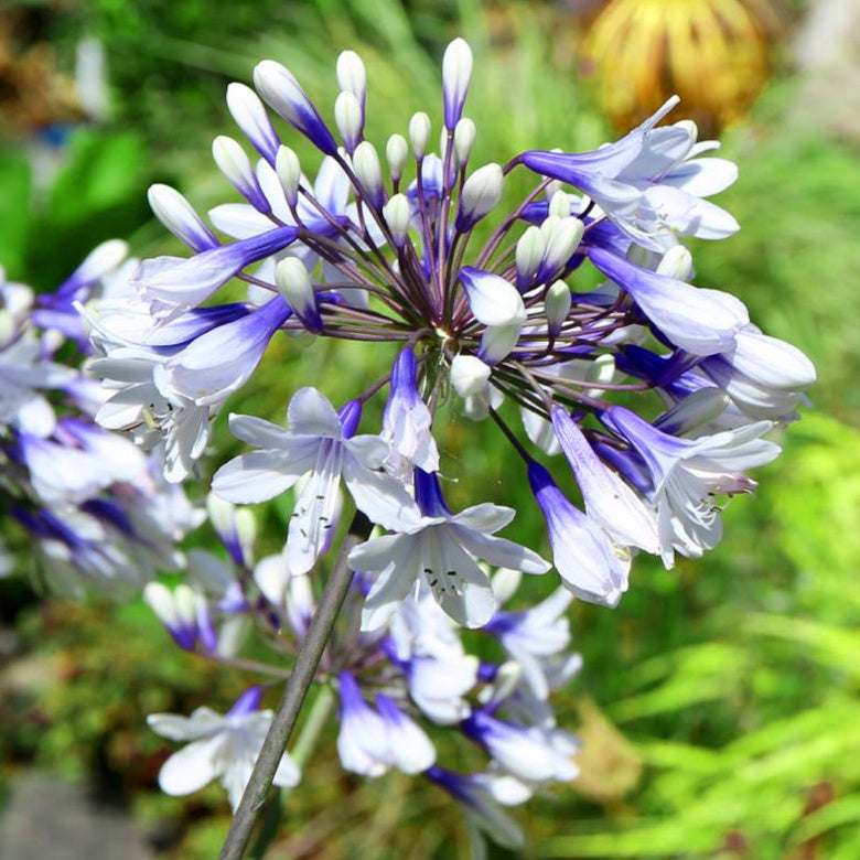 Agapanthe - Agapanthus Twister