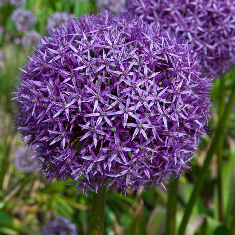 Allium Globemaster, Ail d'ornement