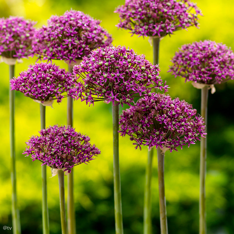 Allium Magic, Ail d'ornement