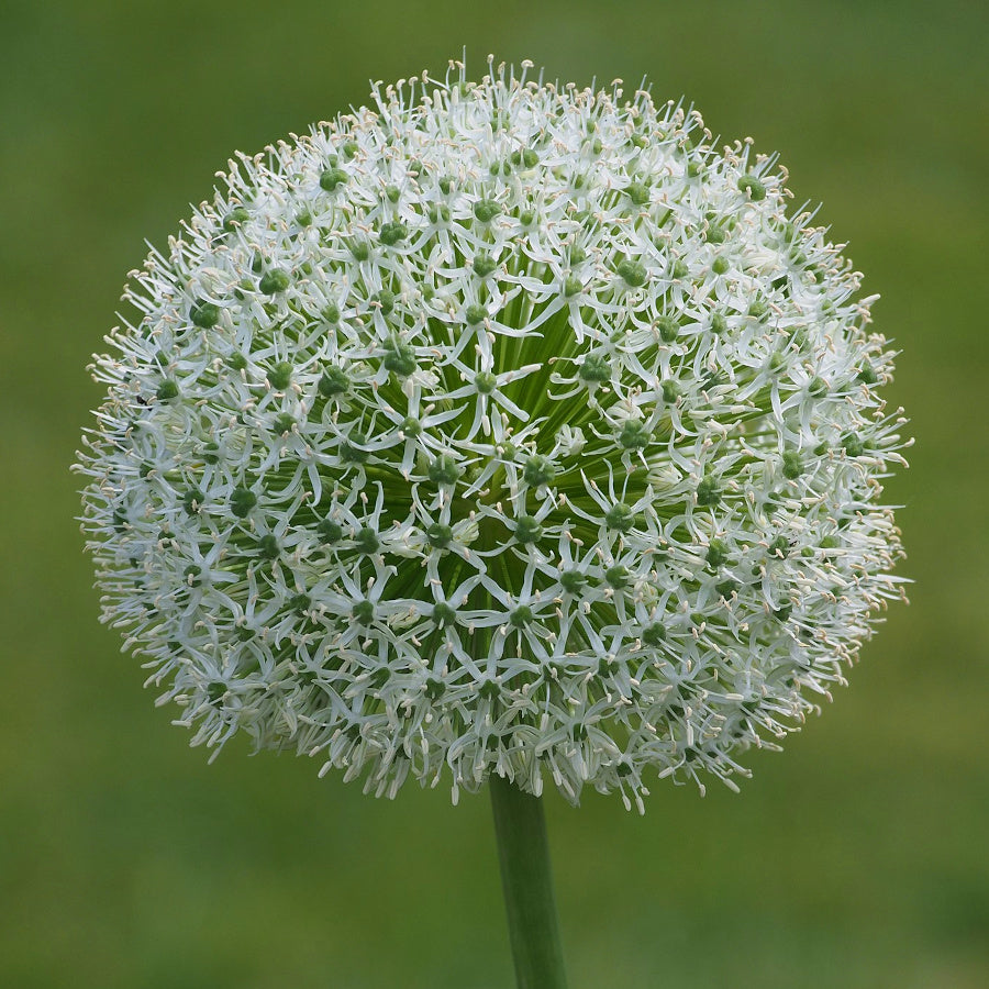 Allium Mount Everest, Ail d'ornement