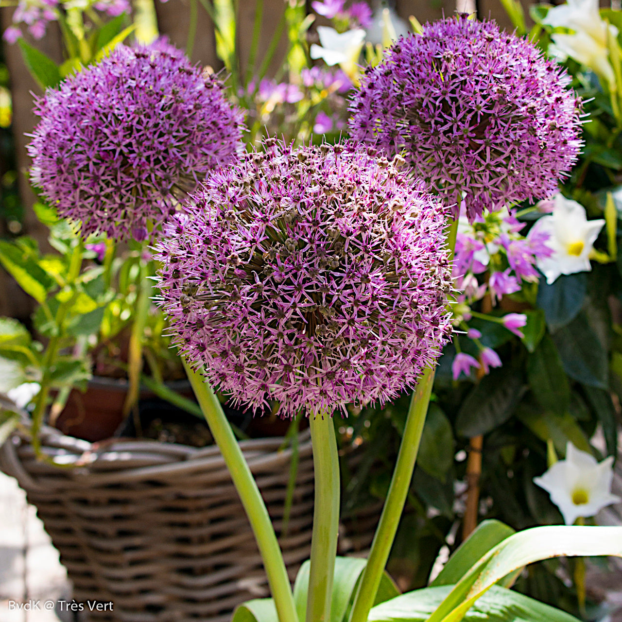 Allium Party Balloons, Ail d'ornement