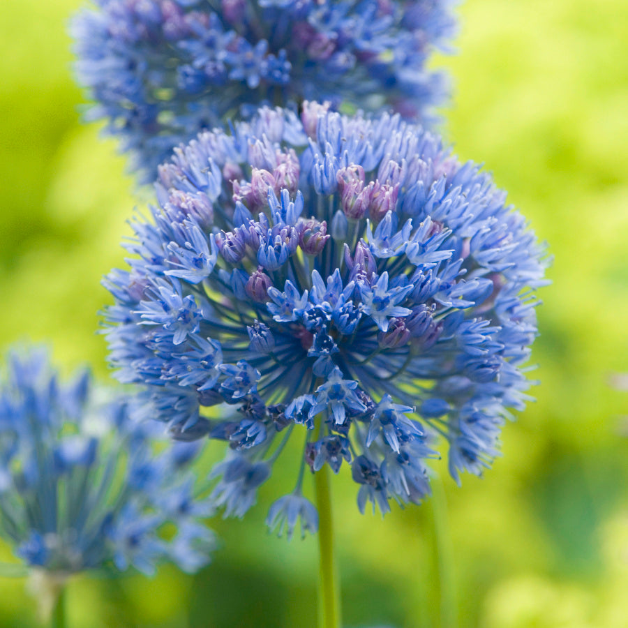 Allium caeruleum, Ail d'ornement