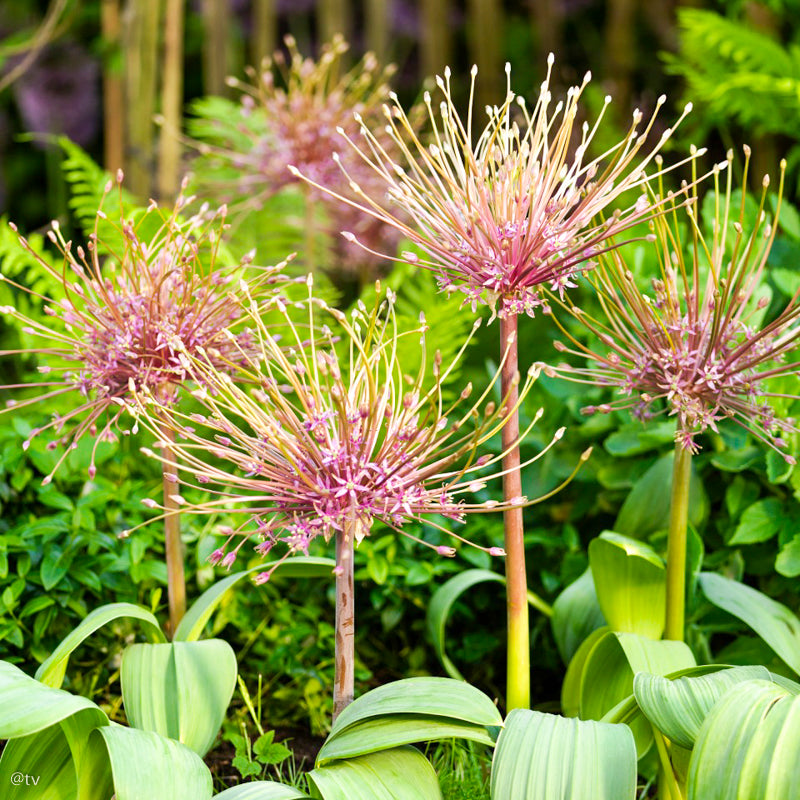 Allium schubertii, Ail d'ornement