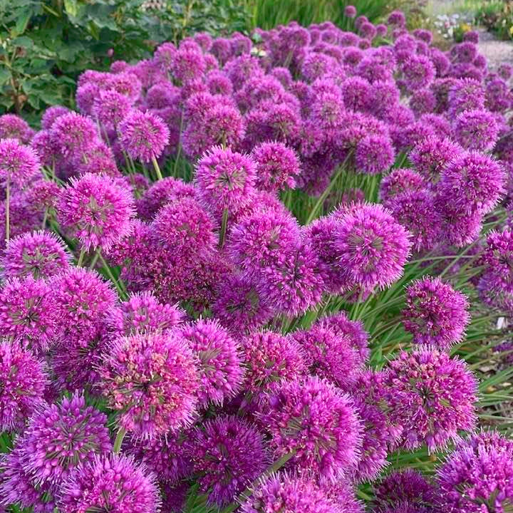 L'ail d'ornement - Allium Lavender Bubbles