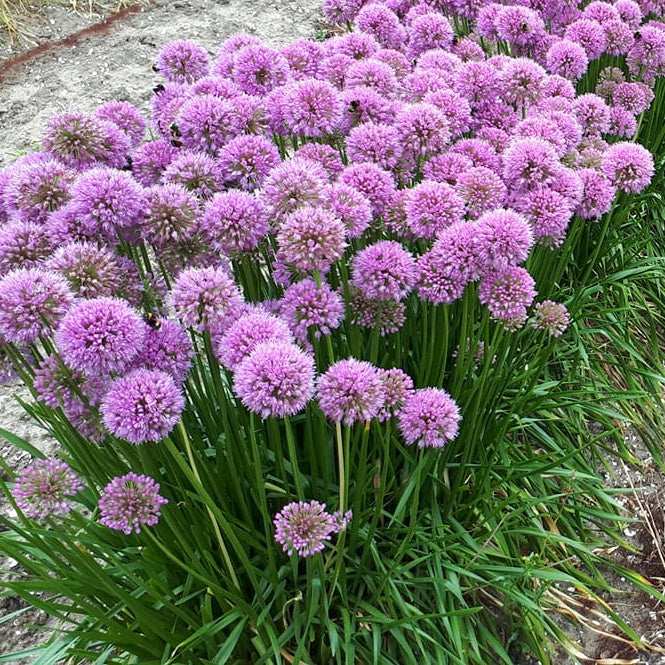 L'ail d'ornement - Allium Millennium