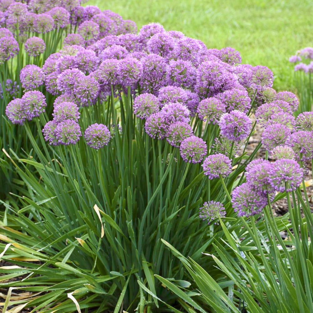 L'ail d'ornement - Allium Serendipty