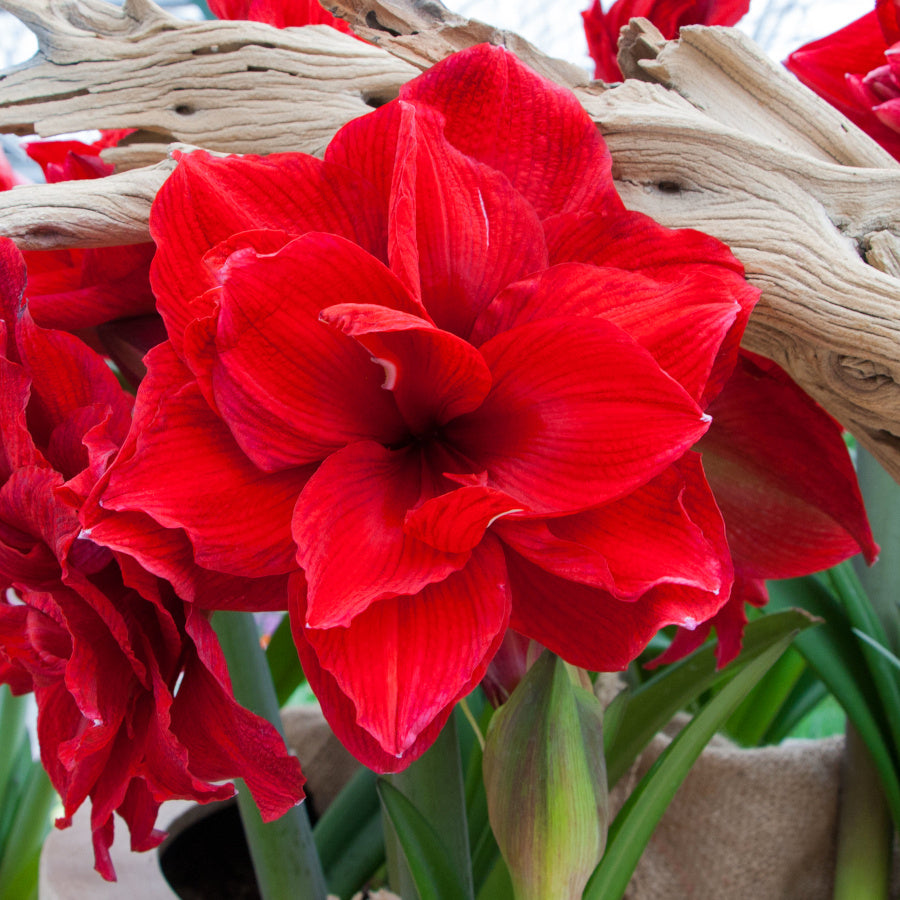 Hippeastrum Amarantia, Amaryllis double