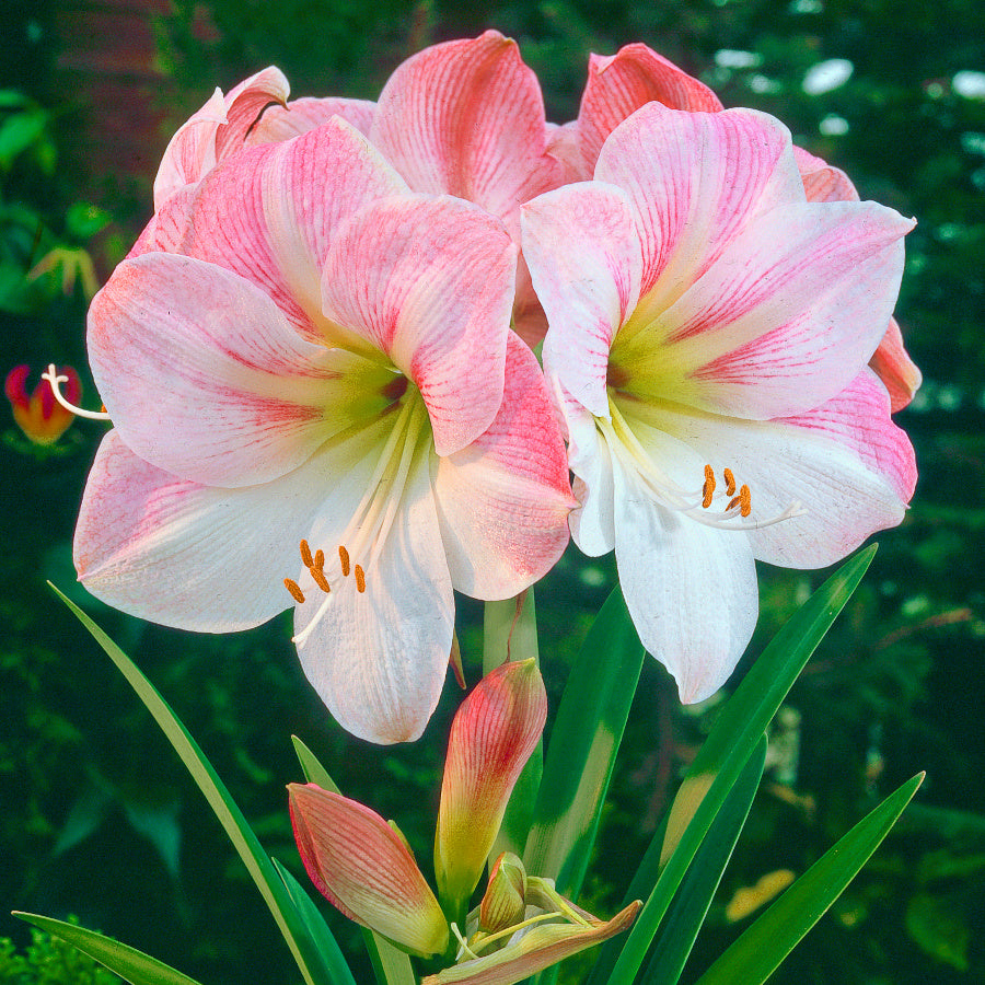 Hippeastrum Appleblossom, Amaryllis