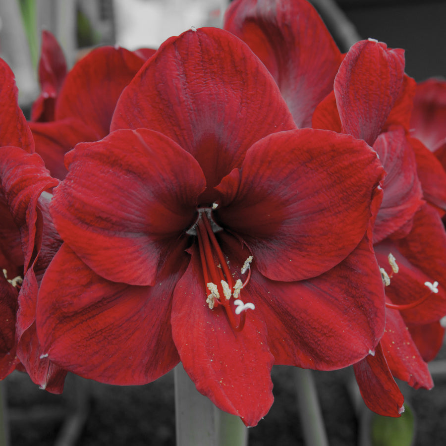 Hippeastrum Benfica, Amaryllis