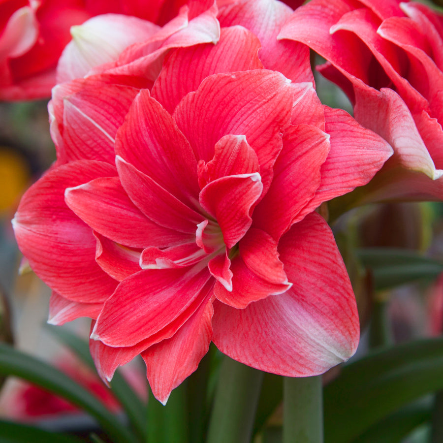 Hippeastrum Double Dream, Amaryllis double