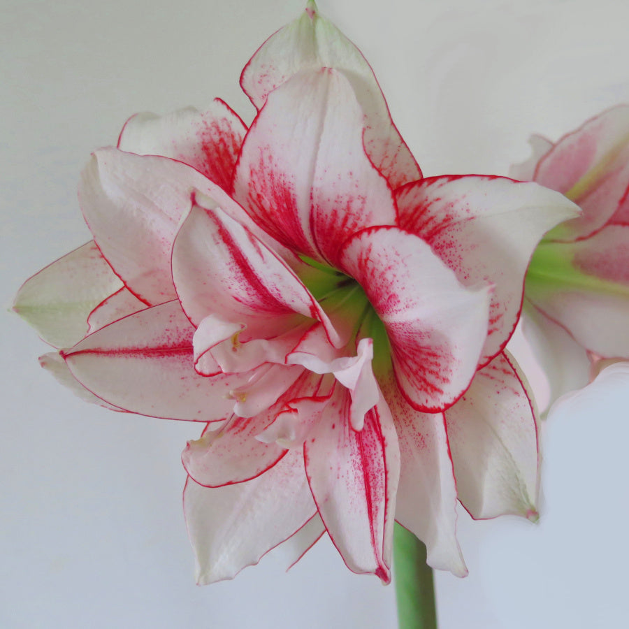 Hippeastrum Elvas, Amaryllis